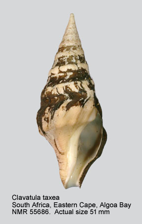 Clavatula taxea (4).jpg - Clavatula taxea (Röding,1798)